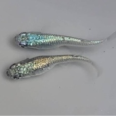 メダカ🐟92種類のペア、卵販売してます🩷の画像