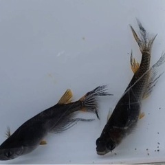 メダカ🐟92種類のペア、卵販売してます🩷の画像