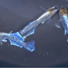 メダカ🐟92種類のペア、卵販売してます🩷