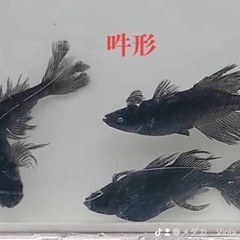 メダカ🐟92種類のペア、卵販売してます🩷の画像