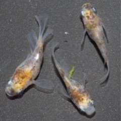 メダカ🐟92種類のペア、卵販売してます🩷の画像