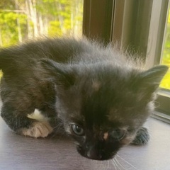 🐱子猫の里親さん募集してます🐱