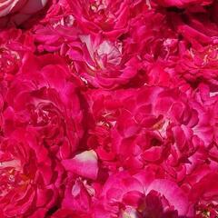 薔薇 生花の画像