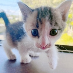 子猫の里親さんを募集してます