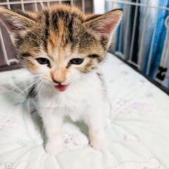 【新規応募受付終了】子猫♀ 生後1～2ヶ月 三毛猫