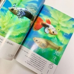 ★AQUA LIFE アクアライフ 魚とのコミニュケーション　グッピー 本 雑誌 ★の画像