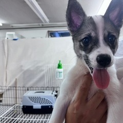 里親様決定