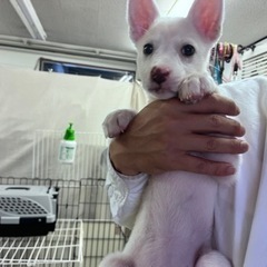 トライアルに出て決定仮名マリーちゃん
