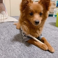 マルポメ