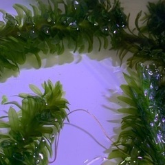 浮き草 アカナリス ホテイ草等