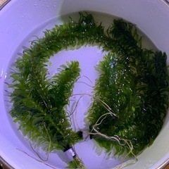 浮き草 アカナリス ホテイ草等の画像