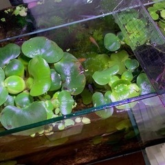 浮き草 アカナリス ホテイ草等の画像