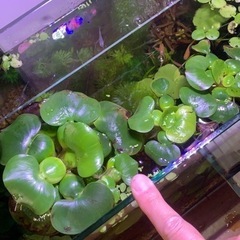 浮き草 アカナリス ホテイ草等の画像