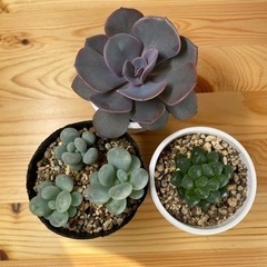 多肉植物の苗3種（他にも色々）