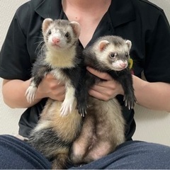 フェレットたち2匹　