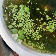 浮き草 アカナリス ホテイ草等の画像