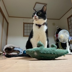 里親募集