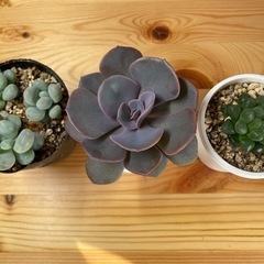 多肉植物の苗3種（他にも色々）の画像