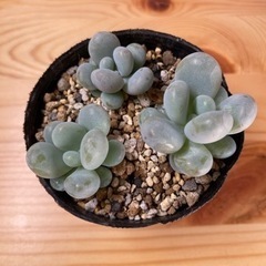 多肉植物の苗3種（他にも色々）の画像