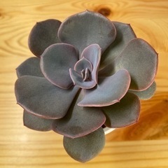 多肉植物の苗3種（他にも色々）の画像