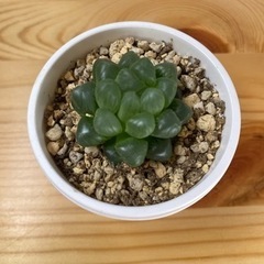 多肉植物の苗3種（他にも色々）の画像