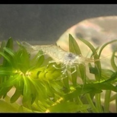 ミナミヌマエビ　1匹10円