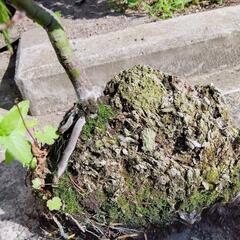 盆栽  軽石からもみじ の画像