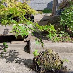 盆栽  軽石からもみじ 