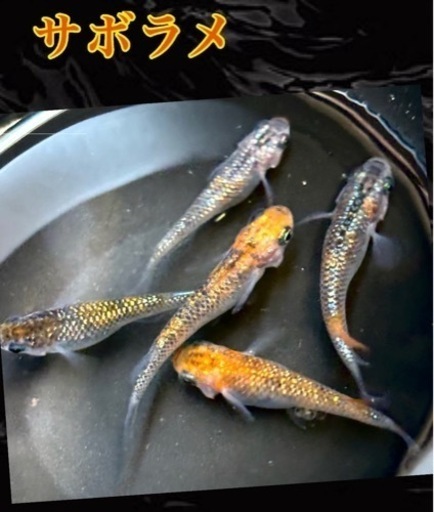 メダカ　サボラメの卵