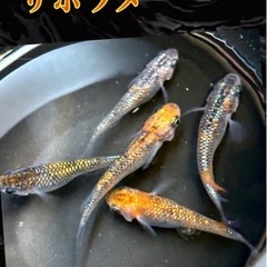 メダカ　サボラメの卵
