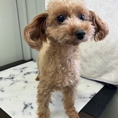 甘えん坊のTプーちゃん（代理投稿です）