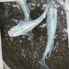 メダカ　アイスブレイク稚魚　発送なし