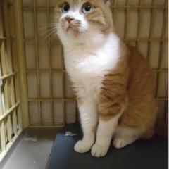 美人さん猫ちゃん