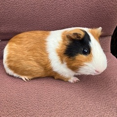 モルモット