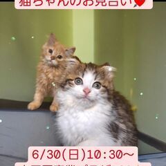 6/30(日)譲渡会♪　生後3ヵ月ノルウェージャンフォレストキャ...