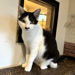 とってもおてんば！元気いっぱいの「ロミ」ちゃん