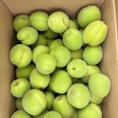 値下げしました！豊後梅 2キロ
