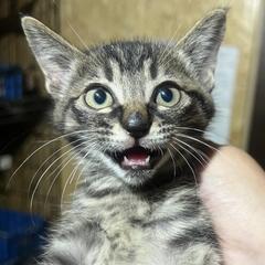 【再投稿予定です】☆濃いキジトラ♂️の子猫（妹がいます）