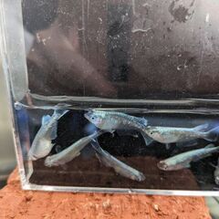 ドラゴンブルーメダカ5匹の画像