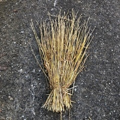 小麦のわら、スイカなどのシキワラにの画像