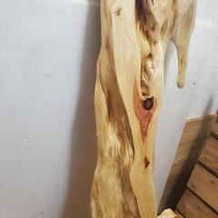 カイヅカイブキの画像