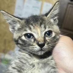 ☆キジサビ♀️の子猫（兄がいます）