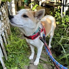 上目遣いがかわいい男の子『ふくたん』