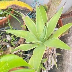 無料　土　観葉植物　テラス　ガーデニングの画像