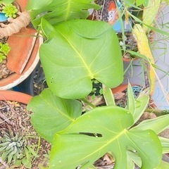 無料　土　観葉植物　テラス　ガーデニングの画像