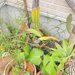 無料　土　観葉植物　テラス　ガーデニングの画像