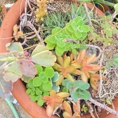 無料　土　観葉植物　テラス　ガーデニングの画像