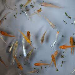 予約済　ミックスメダカ30匹＋ピンクラムズホーン10個 №１３の画像