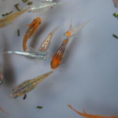 予約済　ミックスメダカ30匹＋ピンクラムズホーン10個 №１３の画像