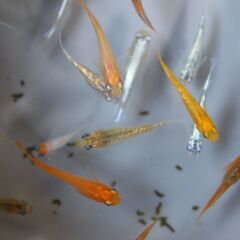 予約済　ミックスメダカ30匹＋ピンクラムズホーン10個 №１３の画像